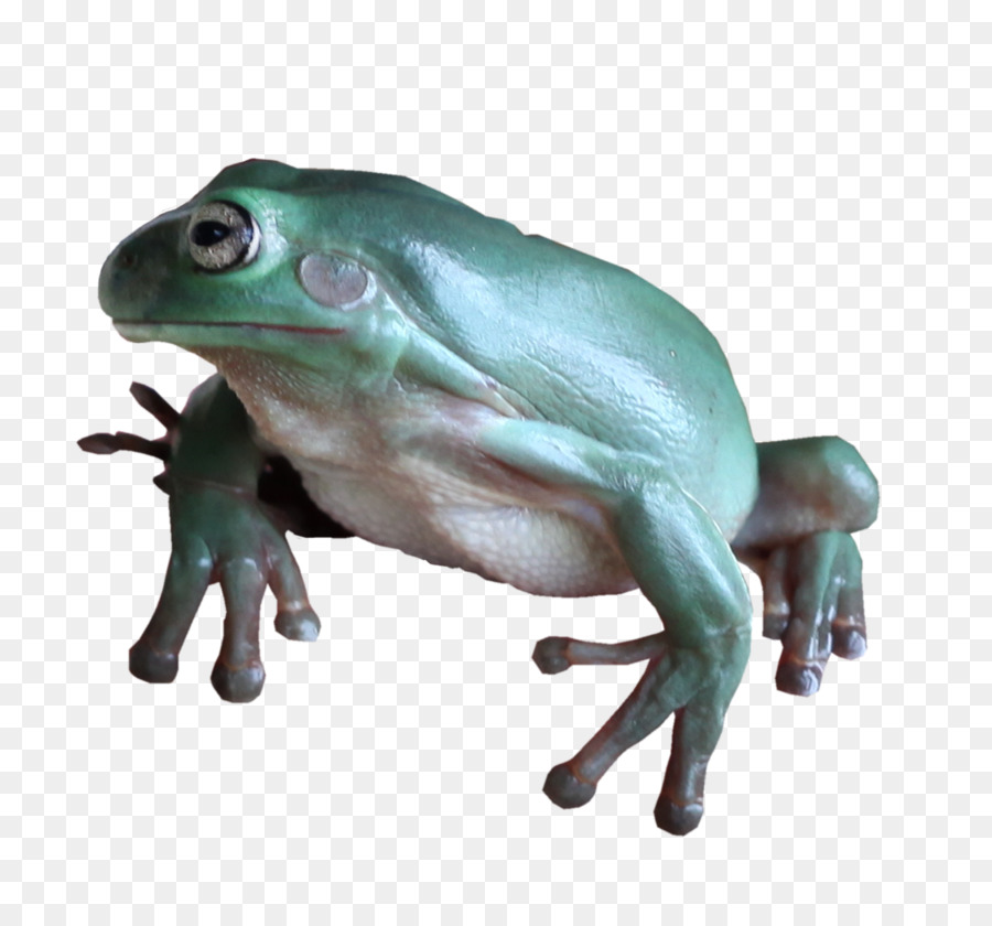 Grenouilles Colorées，Coloré PNG