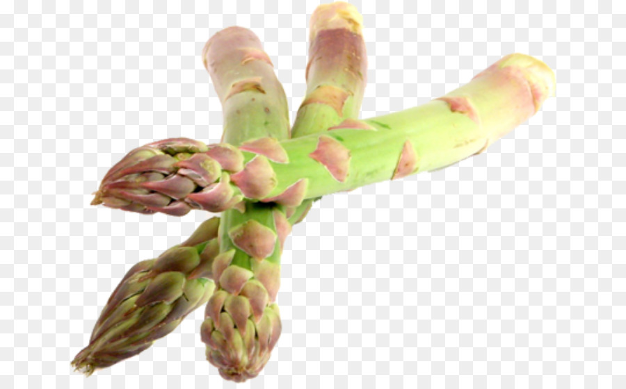 Asperges，Asperges Acutifolius PNG