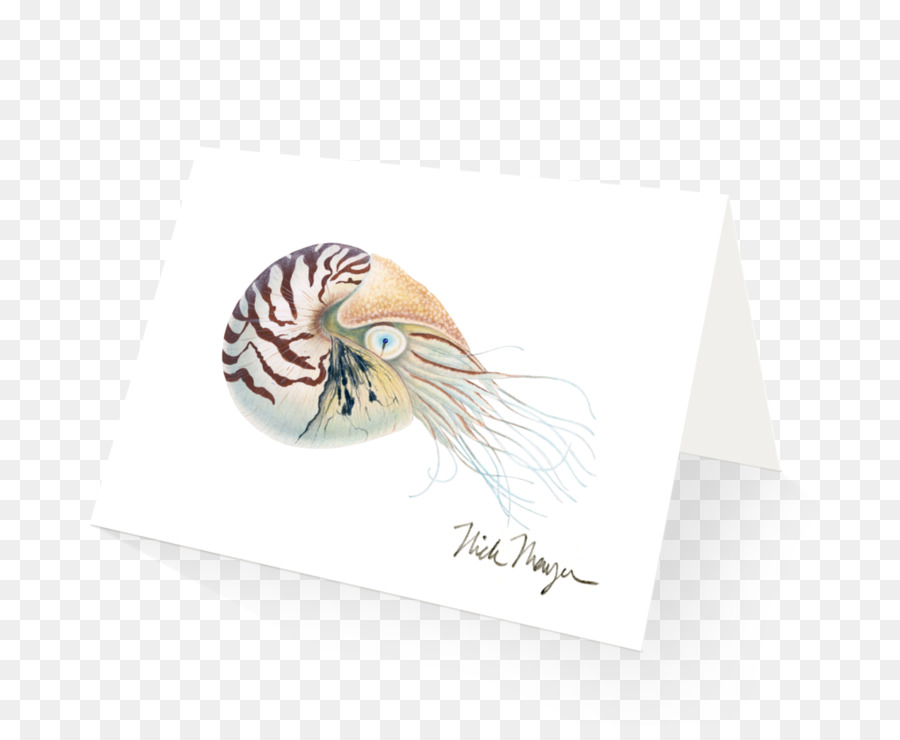 Nautilidae，Le Nautilus Pompilius PNG