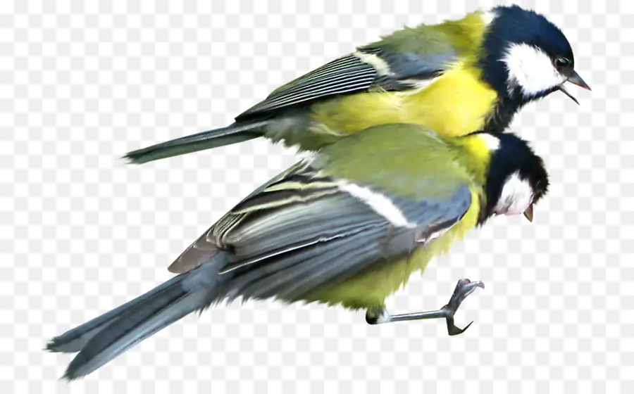 Oiseaux，Plumes PNG