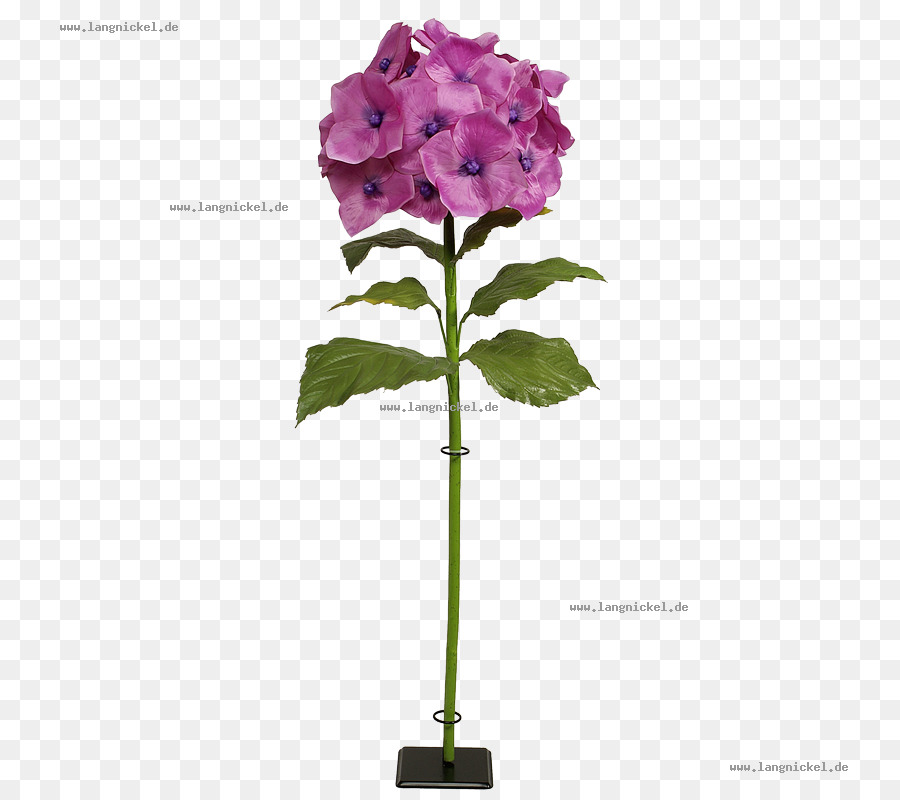 Hortensia，Les Fleurs Coupées PNG