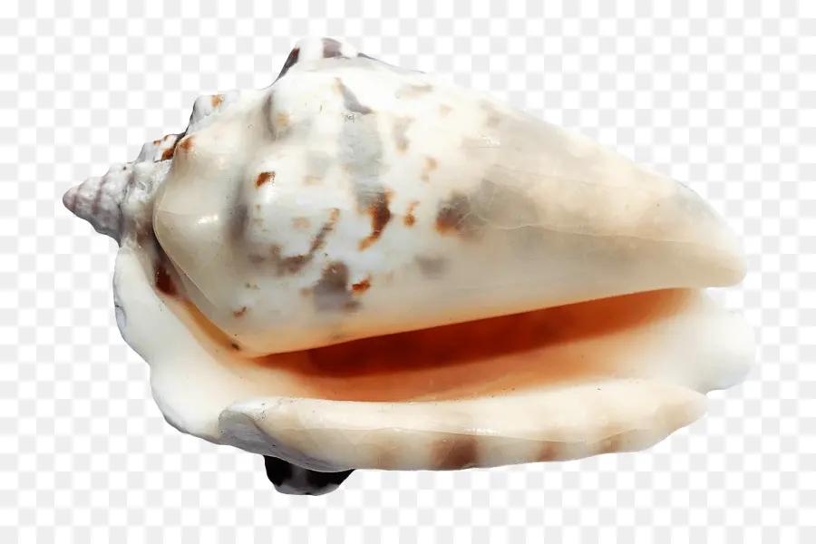 Coquillage，Coquille PNG