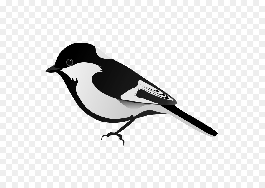 Oiseau Noir Et Blanc，Plumes PNG