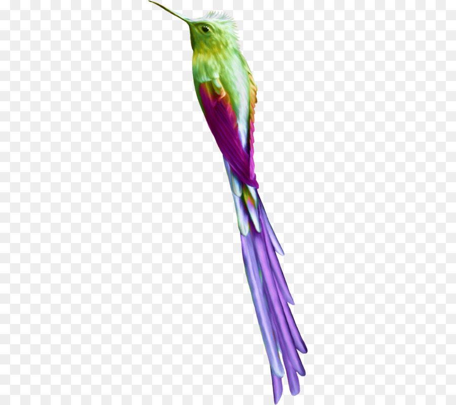 Oiseau，Colibri M PNG