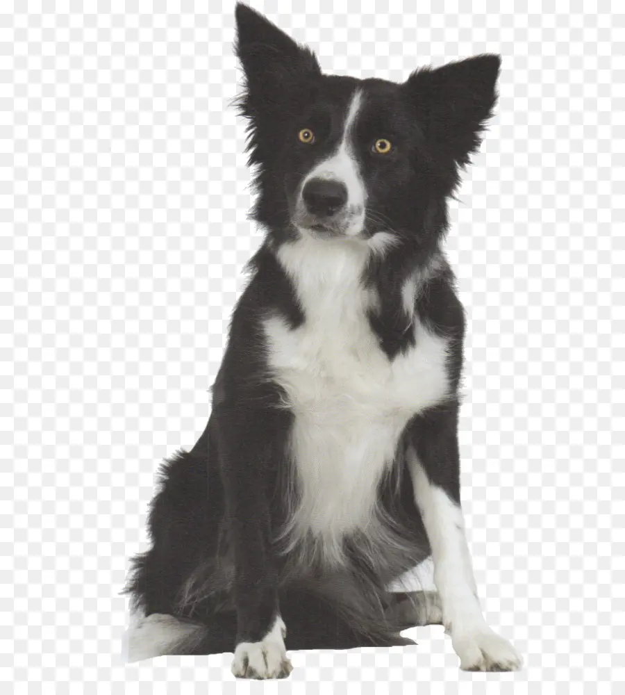 Chien Noir Et Blanc，Chien PNG