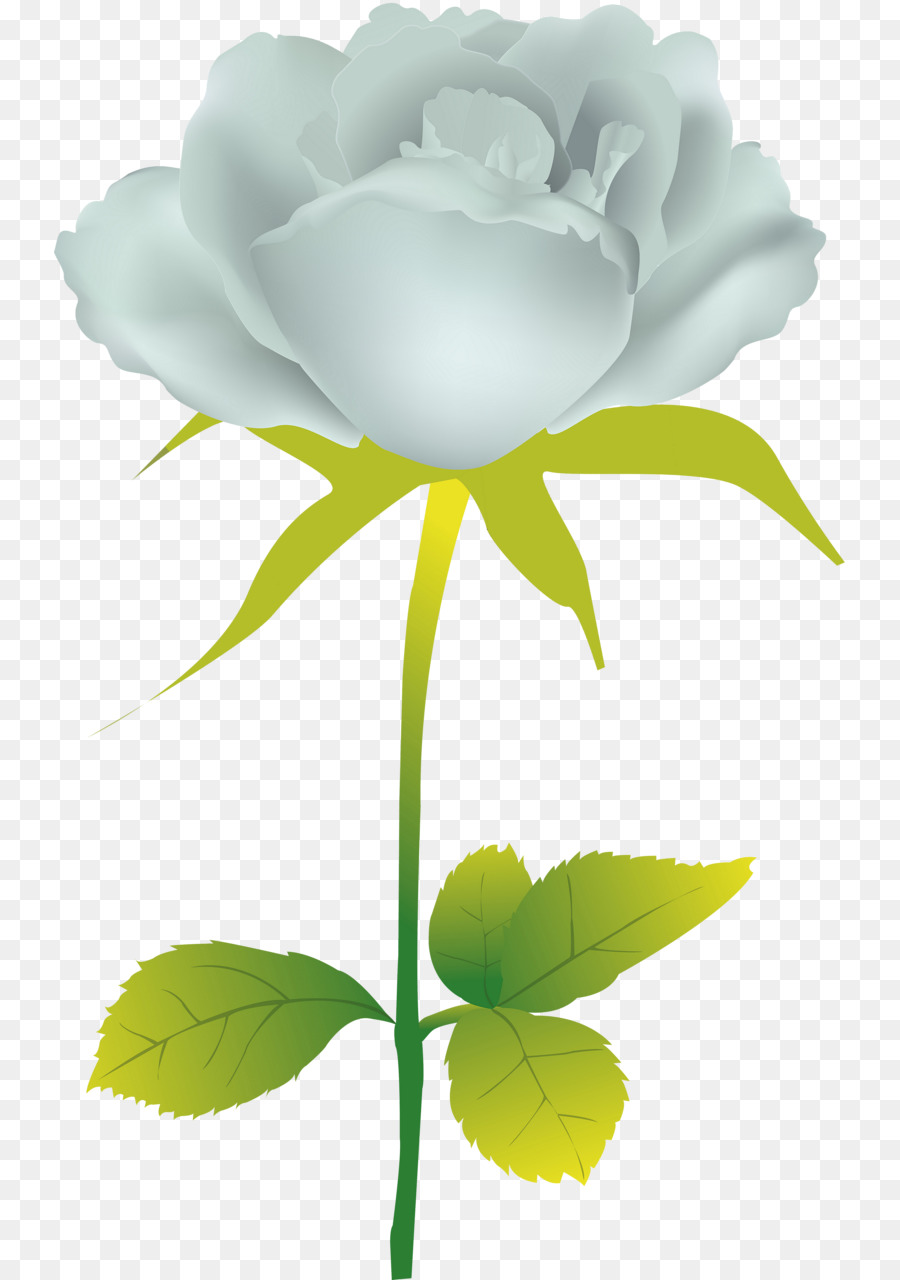 Rose Blanche，Tige PNG