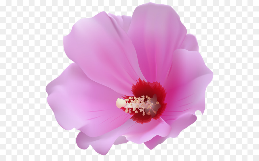 Hibiscus，Anniversaire PNG