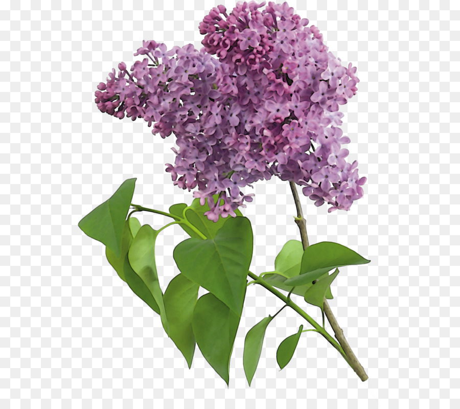 Lilas Violet，Lilas PNG