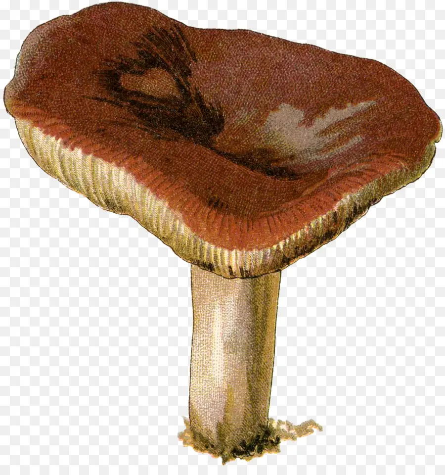 Agaricaceae，Champignon Comestible PNG