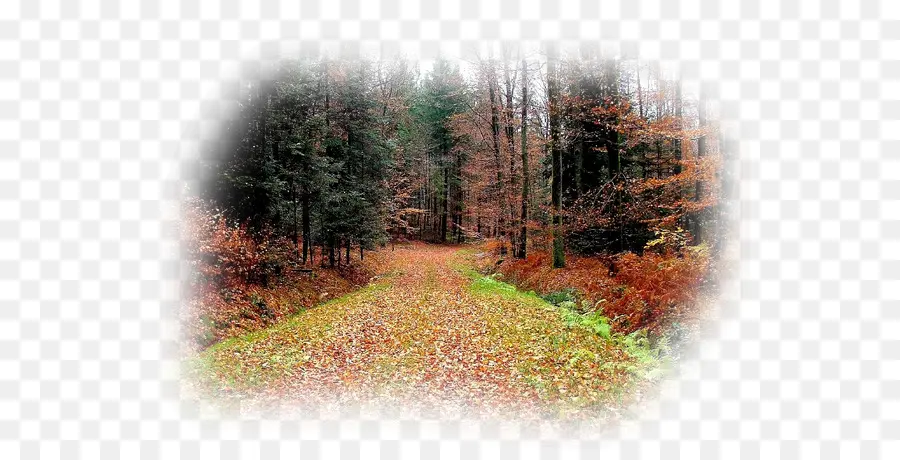 Chemin Forestier D'automne，Forêt PNG