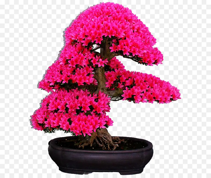 L érable Japonais，Fleur De Cerisier PNG