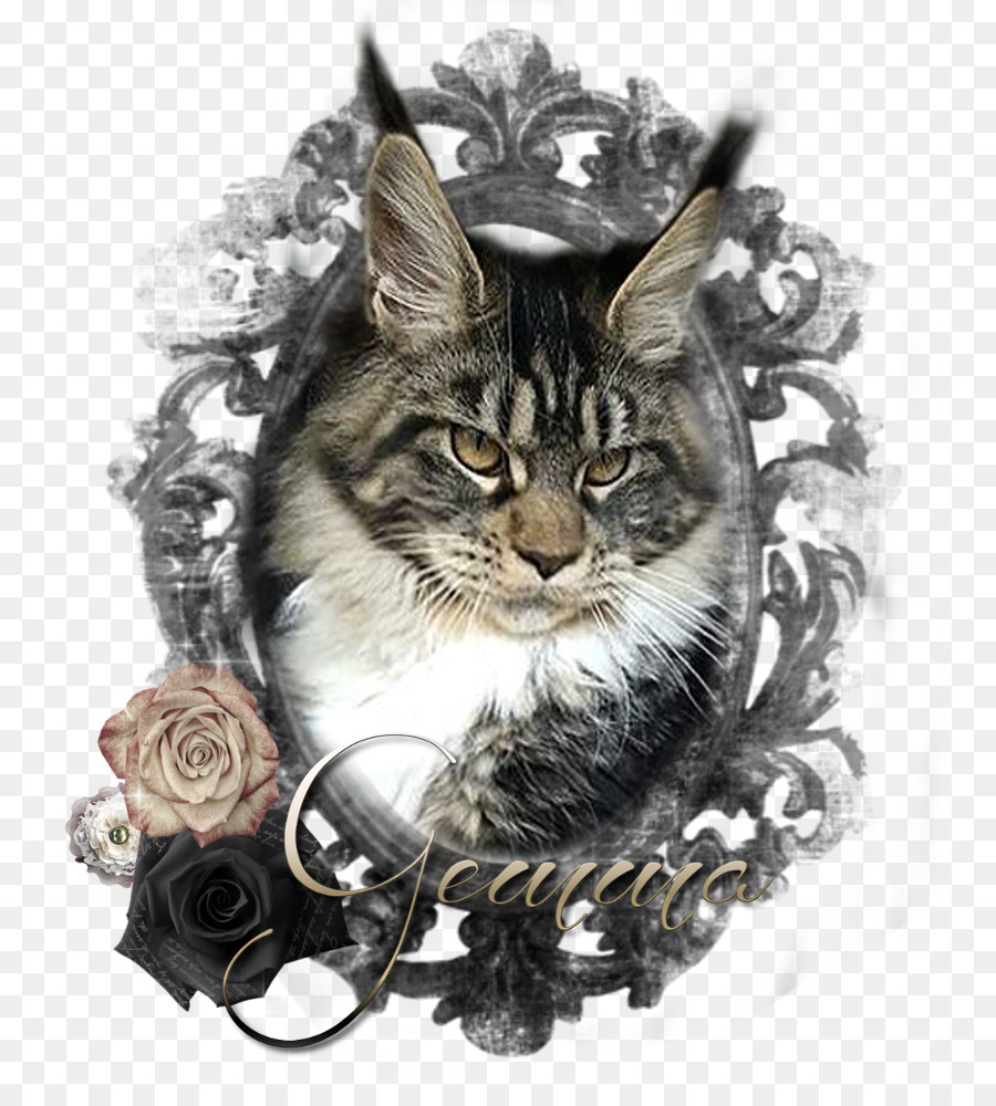 Maine Coon，Moustaches PNG