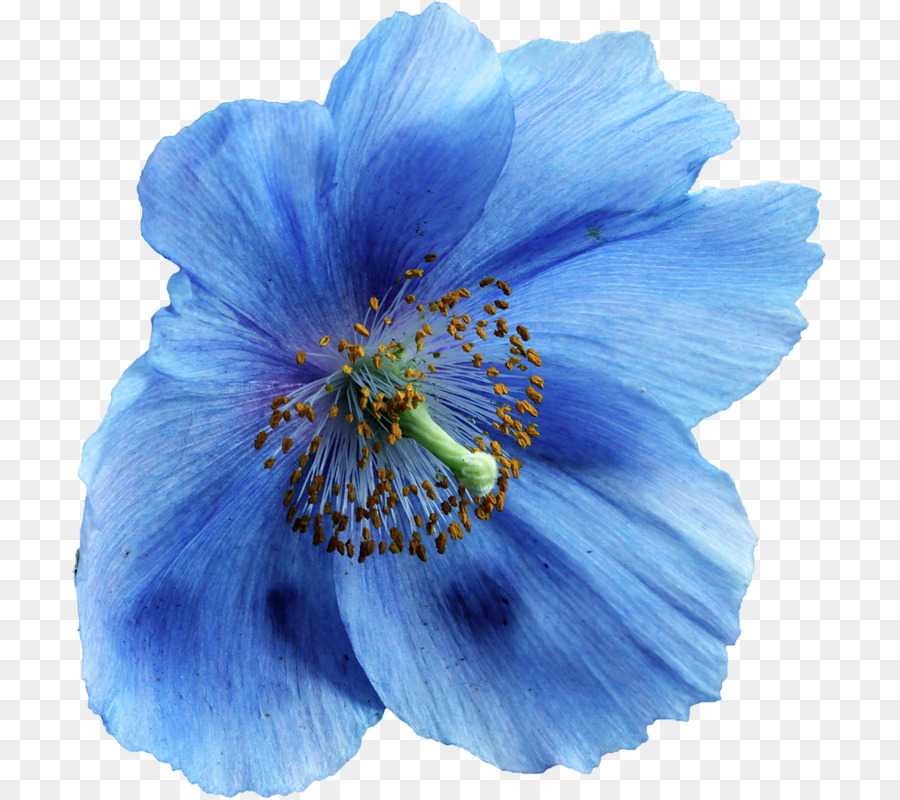 Fleur，Bleu PNG