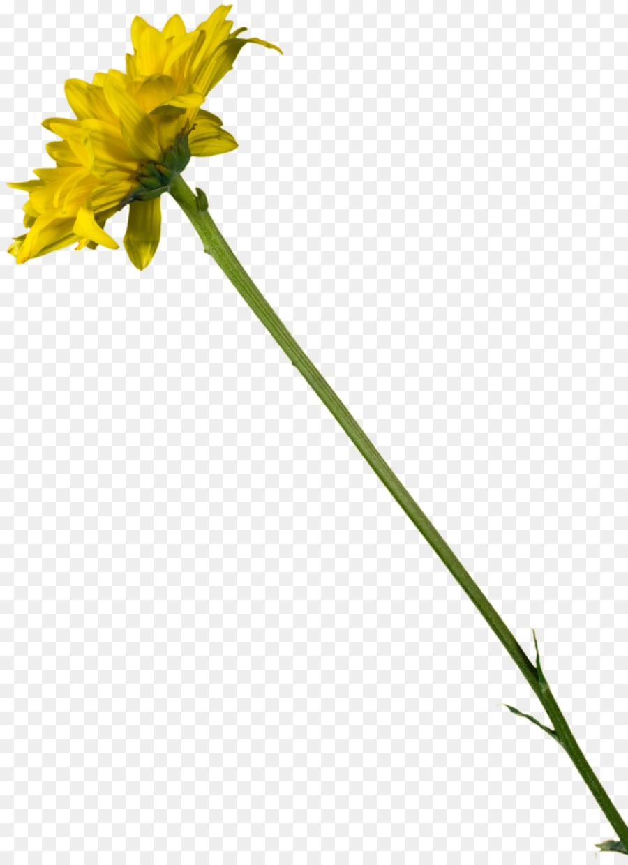 Fleur Jaune，Tige PNG