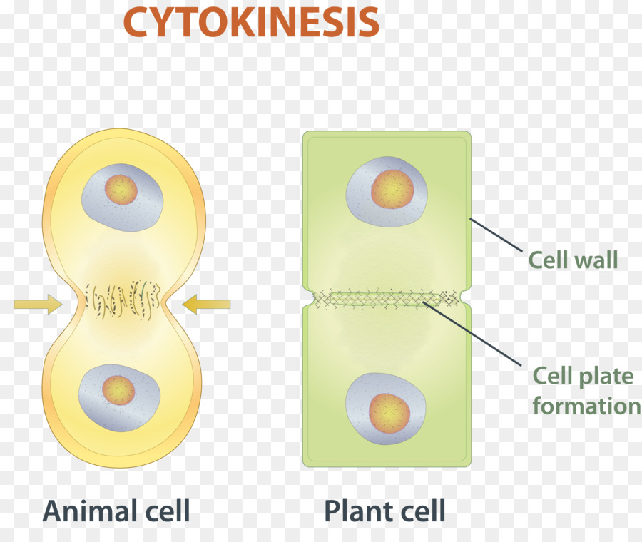 Cytocinèse，Cellule PNG