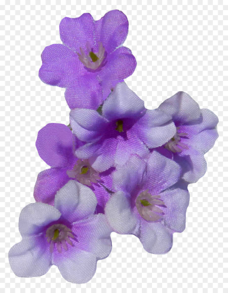 Teigne Des Orchidées，Les Orchidées PNG