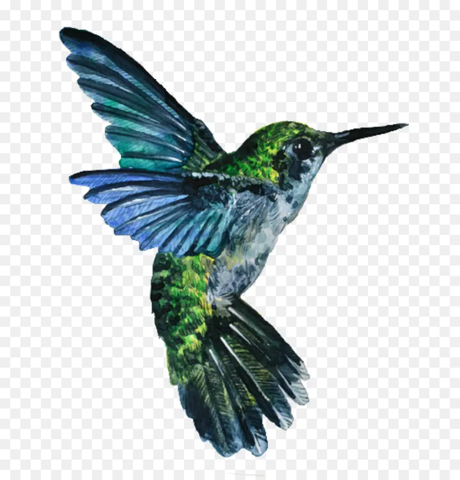 Colibri，Vol PNG