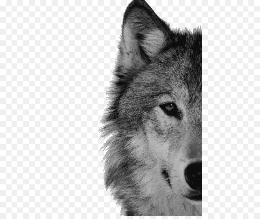 Loup Arctique，Chien PNG