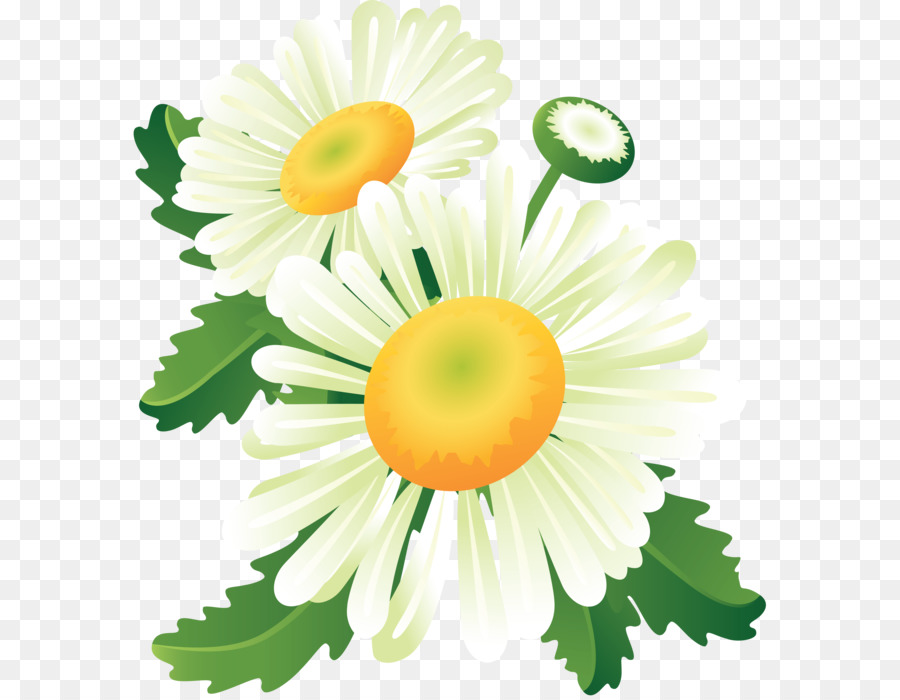 Marguerites，Fleurir PNG