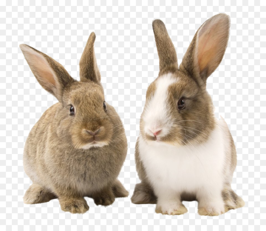 Lapins，Lapin PNG