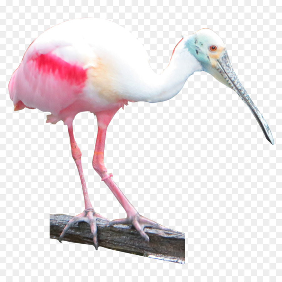 Ibis，Oiseau PNG