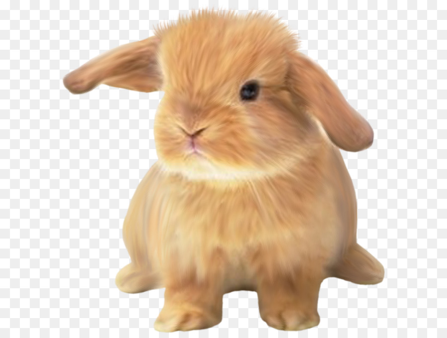 Nain Hotot Bebe Lapins Lapin Angora Png Nain Hotot Bebe Lapins Lapin Angora Transparentes Png Gratuit