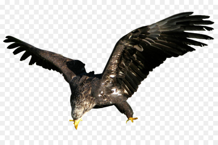 Aigle，Oiseau PNG