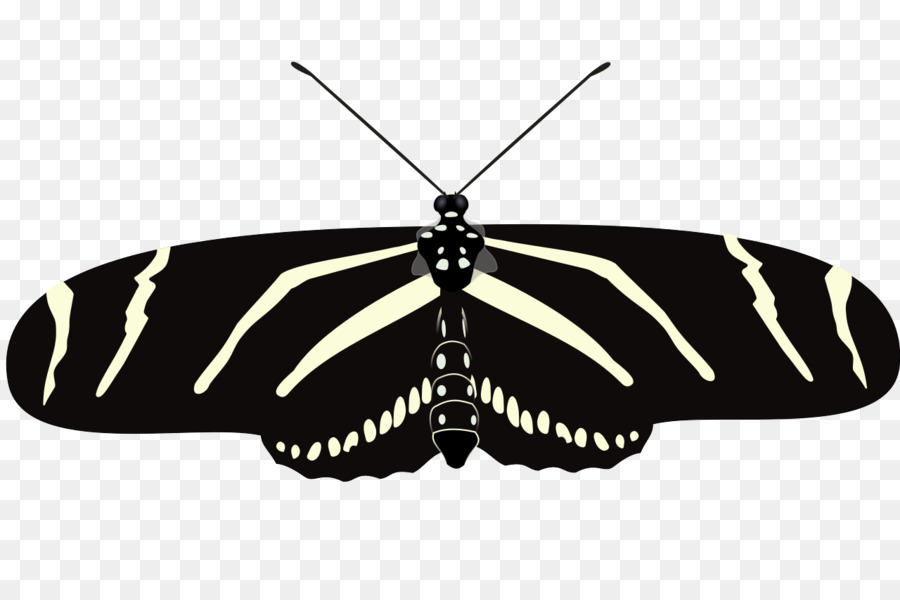 Papillon Marron，Ailes PNG