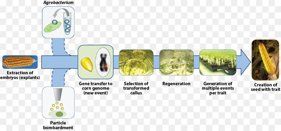 Organisme Génétiquement Modifié，La Science PNG