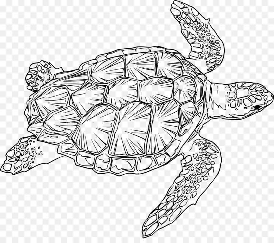 Tortue，Mer PNG