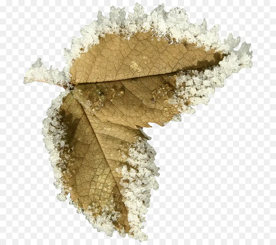 Feuille Givrée，Hiver PNG