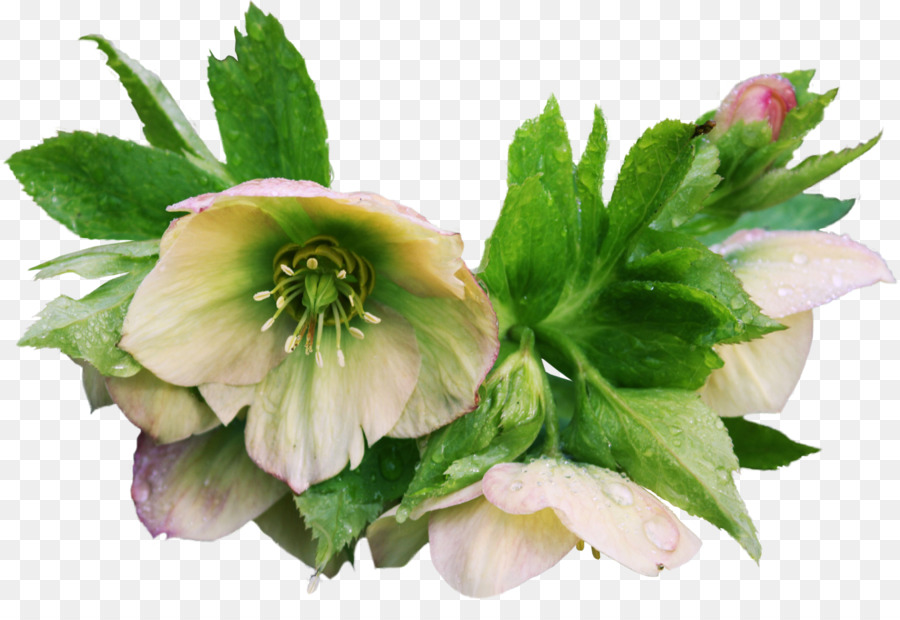 Fleur，Helleborus Niger PNG