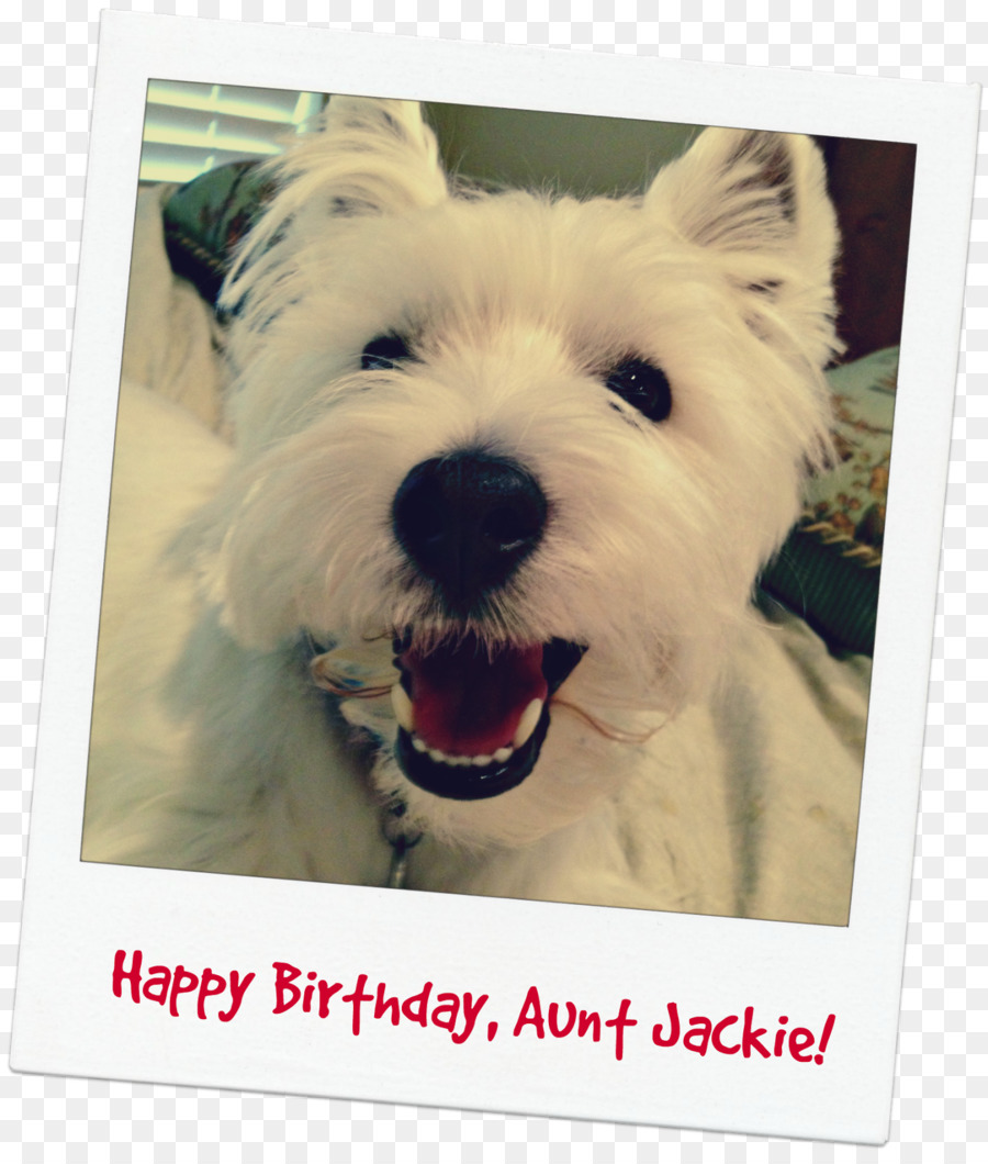 West Highland White Terrier，Maltais Chien PNG