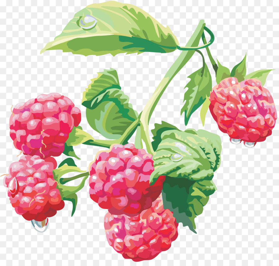 Framboises Rouges，Baies PNG