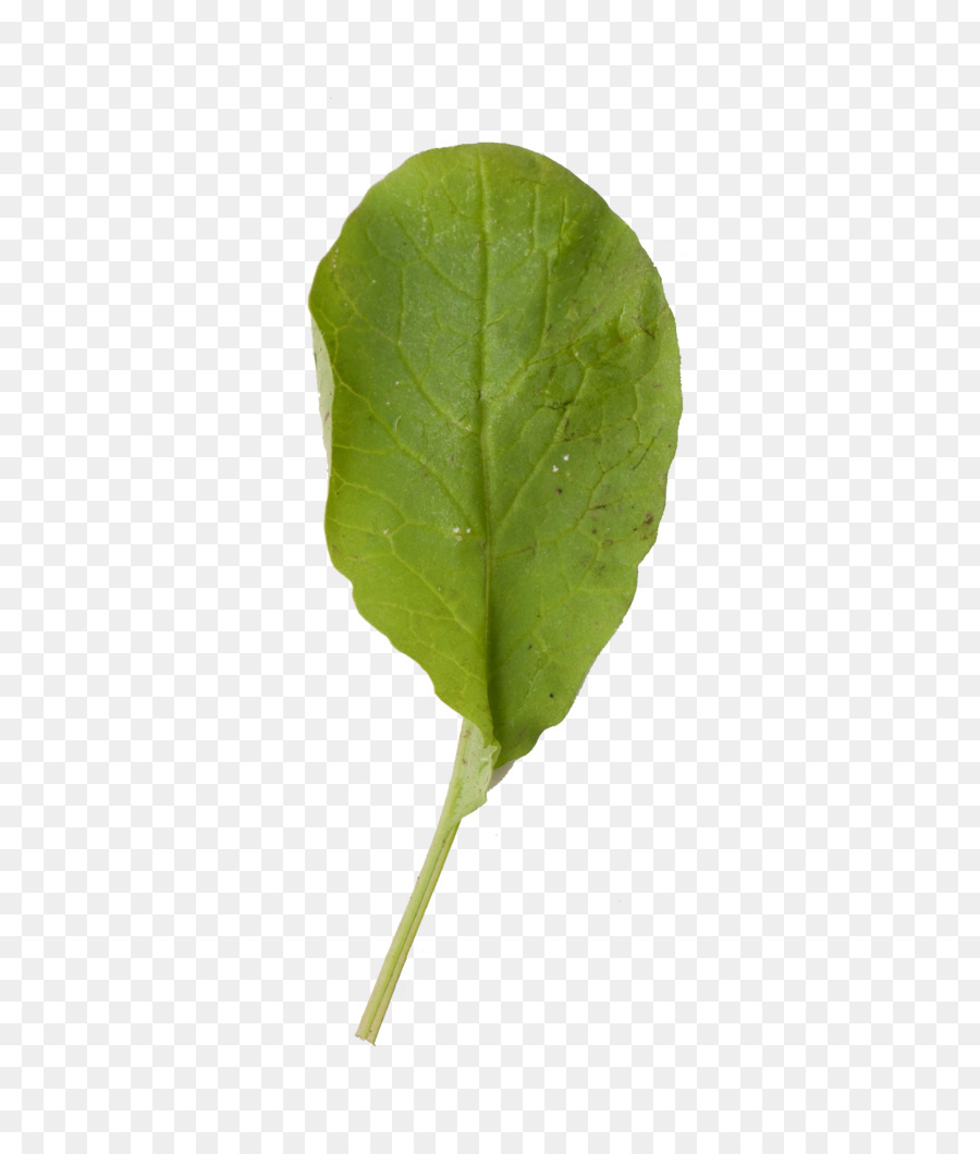 Feuille，Vert PNG