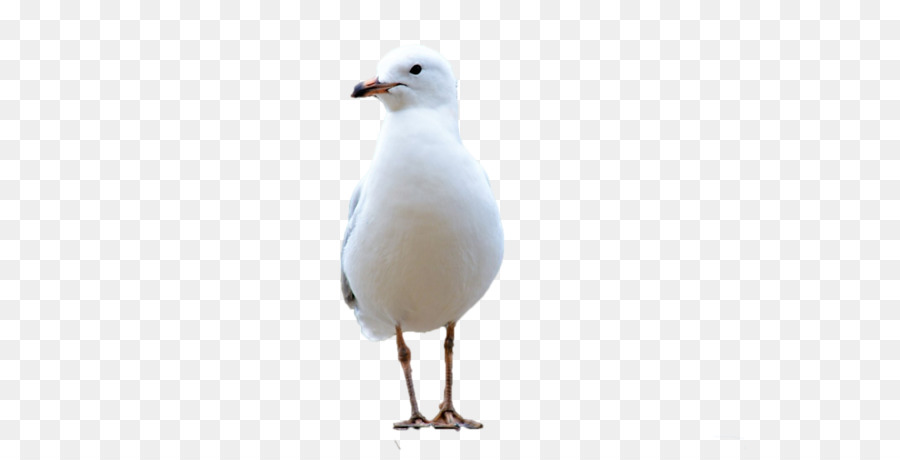 Mouette，Blanc PNG