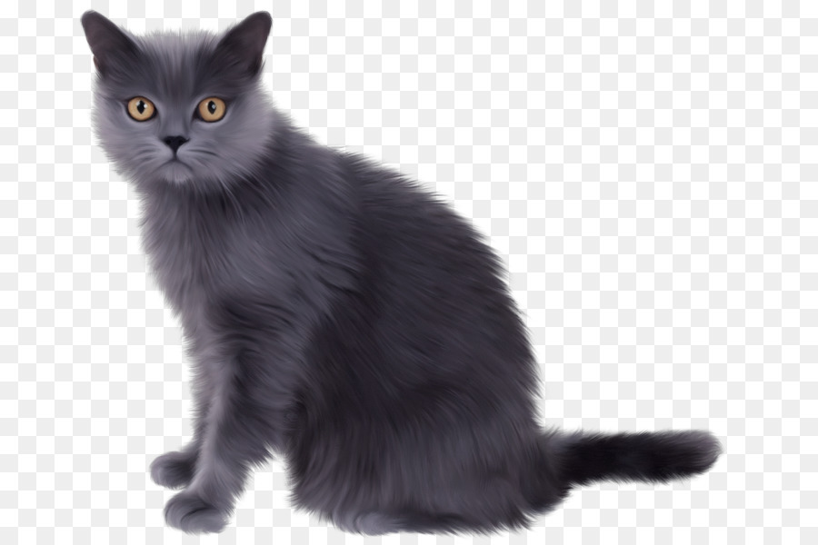 Chat Blanc，Duveteux PNG