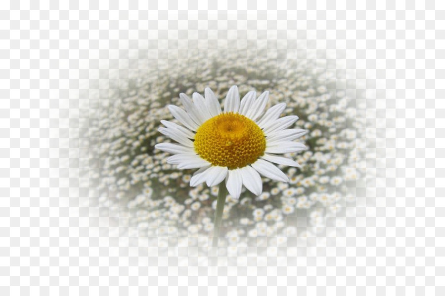 Marguerite，Blanc PNG