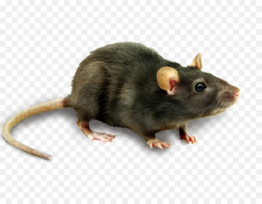 Rat Gris，Rongeur PNG