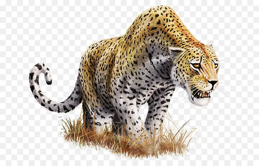 Leopard，Résolution De L Affichage PNG
