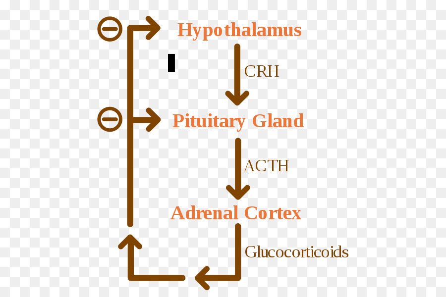 Système Endocrinien，Hormones PNG