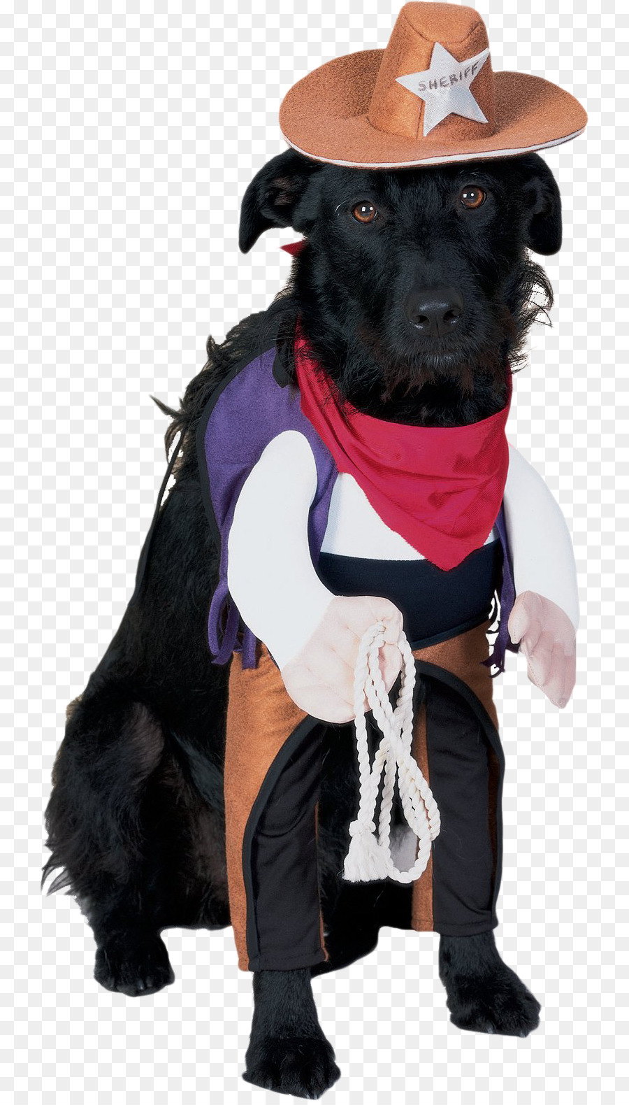 Chien En Costume De Cowboy，Chapeau PNG