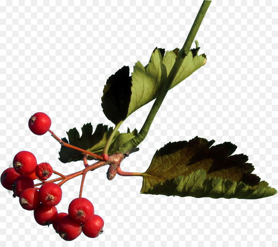 Fruits Rouges，Feuilles PNG