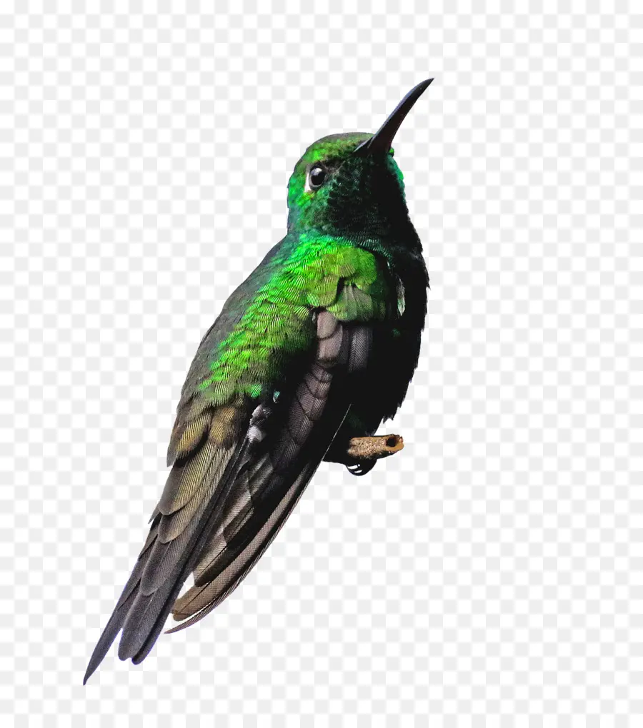 Colibri，Coloré PNG