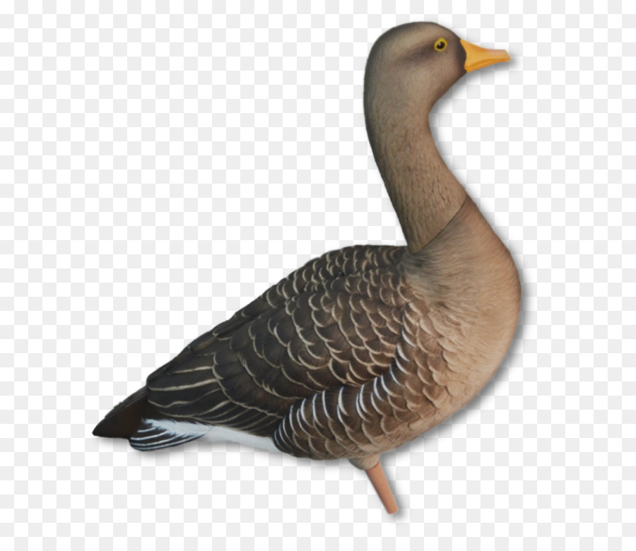 Canard，Oiseau PNG