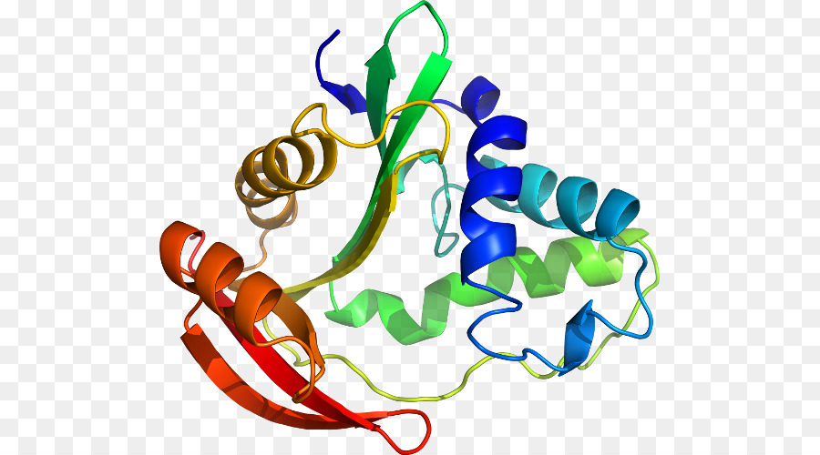 Structure Des Protéines，Biologie PNG