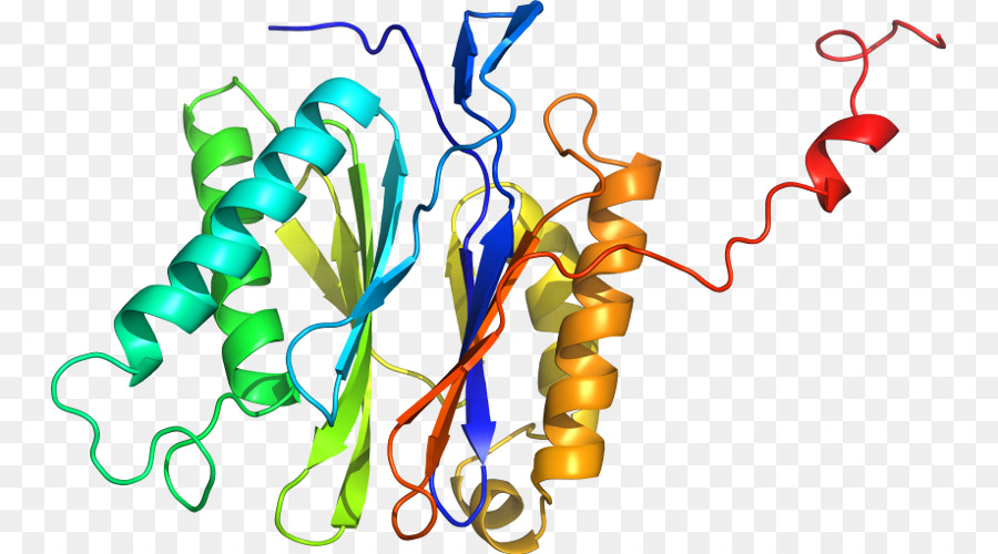 Structure Des Protéines，Biologie PNG