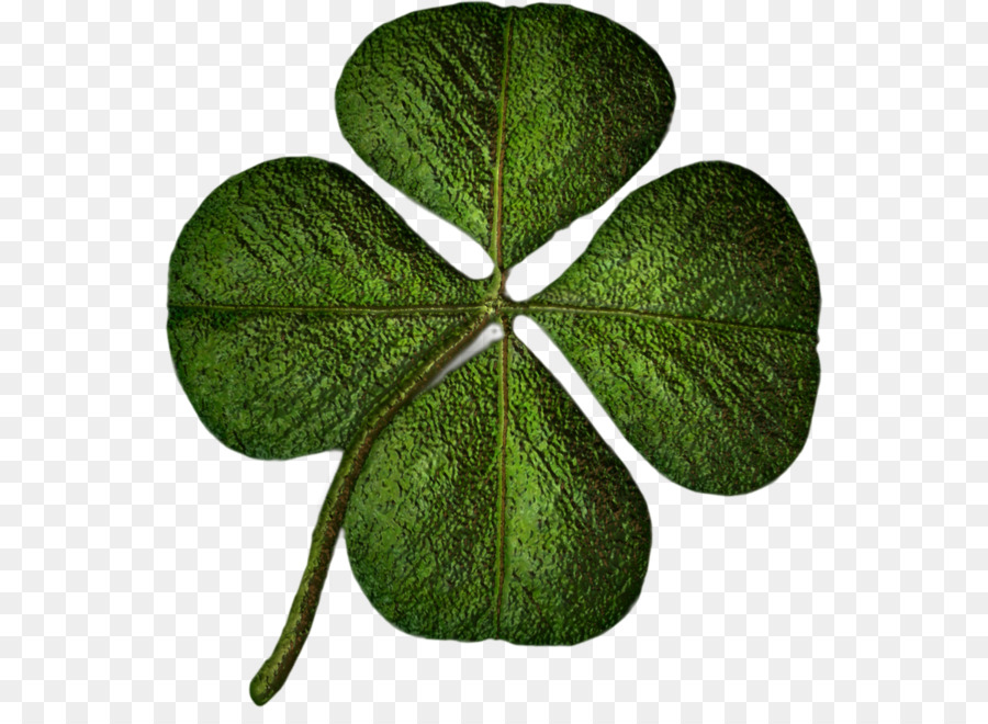 La Saint Patrick，Shamrock PNG