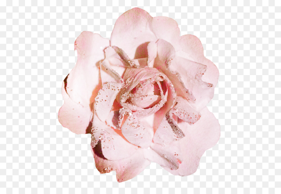 Les Roses De Jardin，Fleur PNG