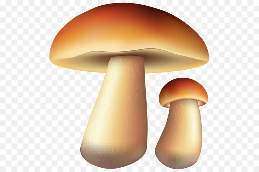 Champignons，Champignon PNG